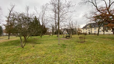 Akaziengarten in Darmstadt Akazienbäume auf einer Wiese